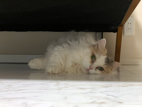 マンチカン猫ペットシッター