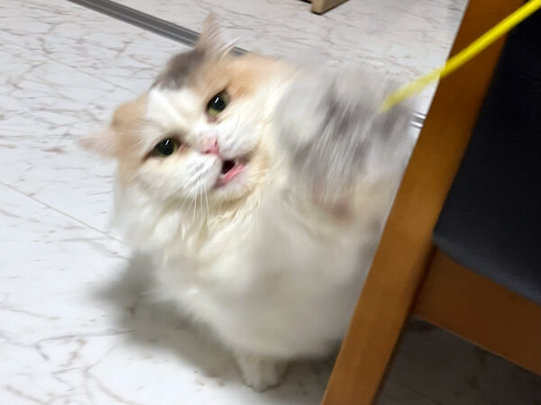 マンチカン猫ペットシッター