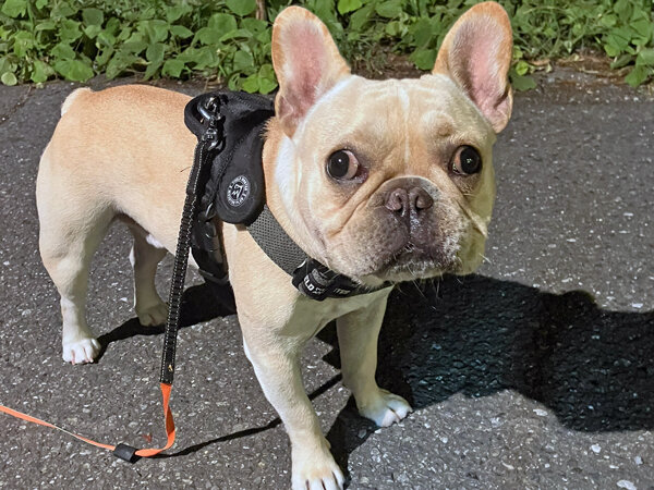 小型犬フレンチブルドッグペットホテル