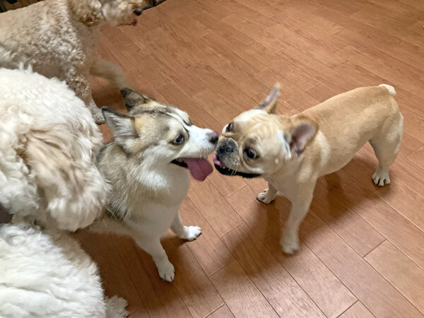 小型犬フレンチブルドッグペットホテル
