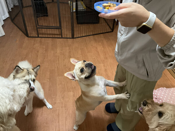 小型犬フレンチブルドッグペットホテル