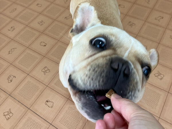 小型犬フレンチブルドッグペットホテル