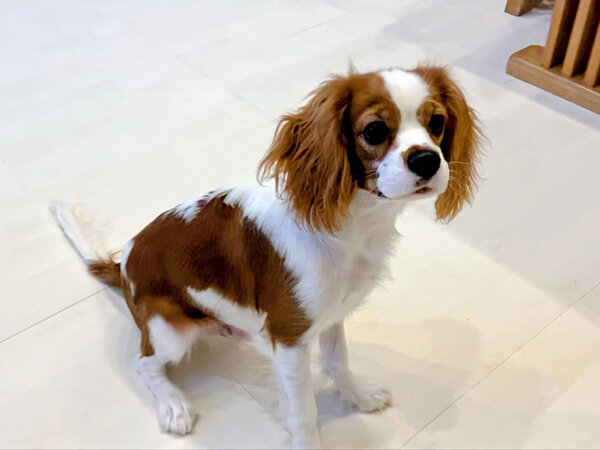 キャバリアペットシッター