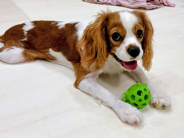 キャバリアペットシッター