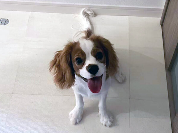 キャバリアペットシッター