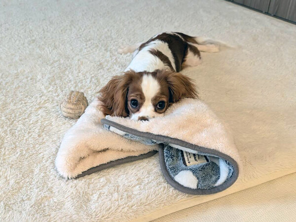 キャバリアペットシッター