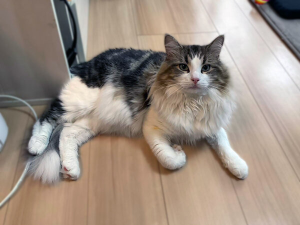 ノルウェージャンフォレストキャットペットシッター