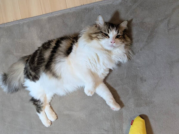 ノルウェージャンフォレストキャットペットシッター