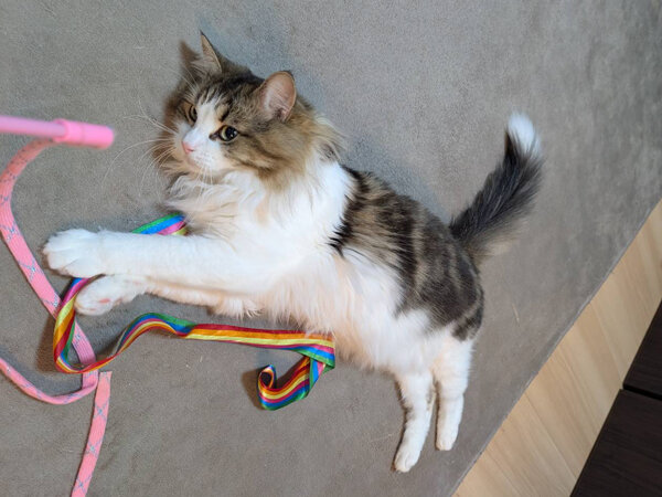 ノルウェージャンフォレストキャットペットシッター