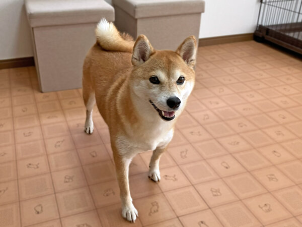 小型犬豆柴ペットホテル