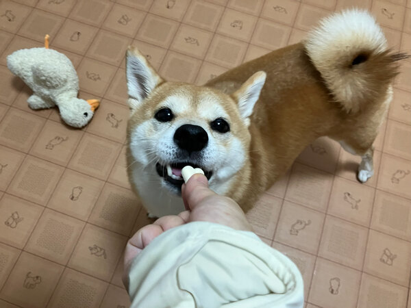 小型犬豆柴ペットホテル