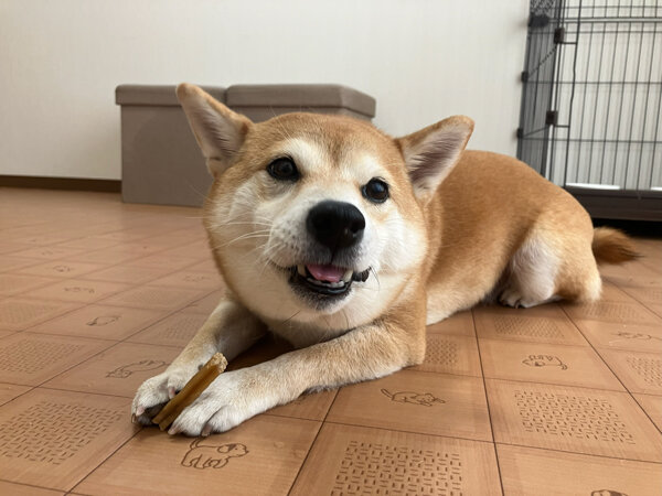 小型犬豆柴ペットホテル