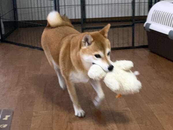 小型犬豆柴ペットホテル