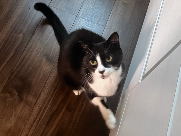 猫ペットシッター