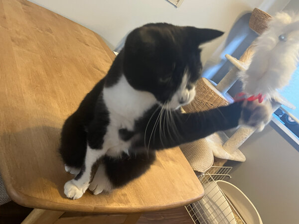 猫ペットシッター