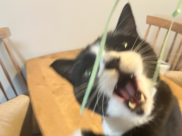 猫ペットシッター