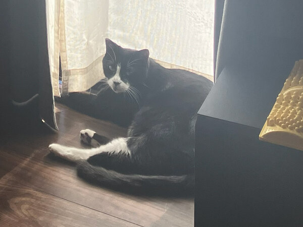 猫ペットシッター