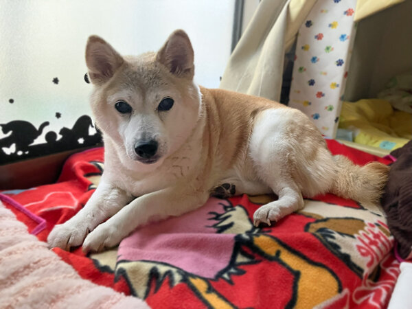 中型犬柴犬ペット介護