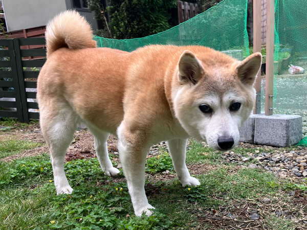 中型犬柴犬ペット介護