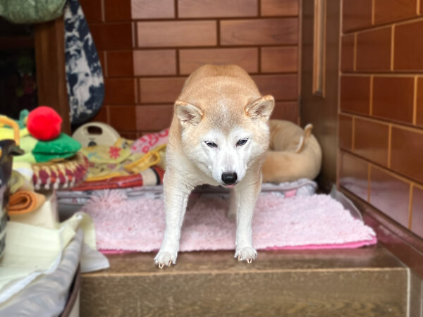 中型犬柴犬ペット介護