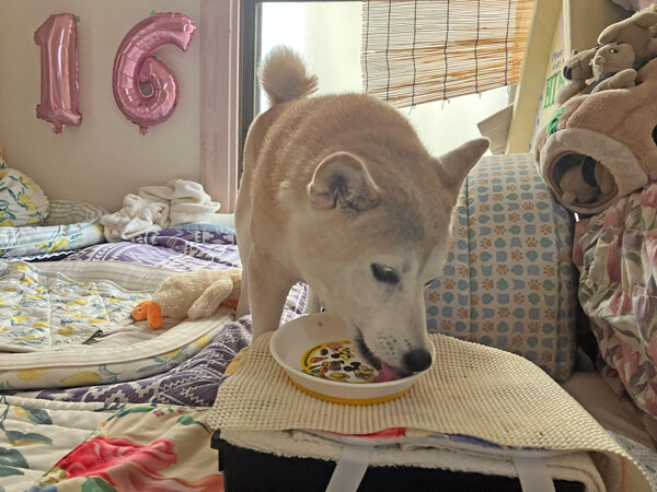 中型犬柴犬ペット介護