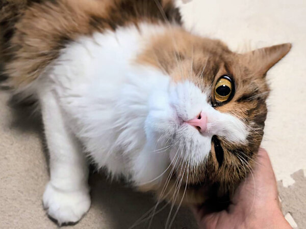 スコティッシュフォールド猫ペットシッター