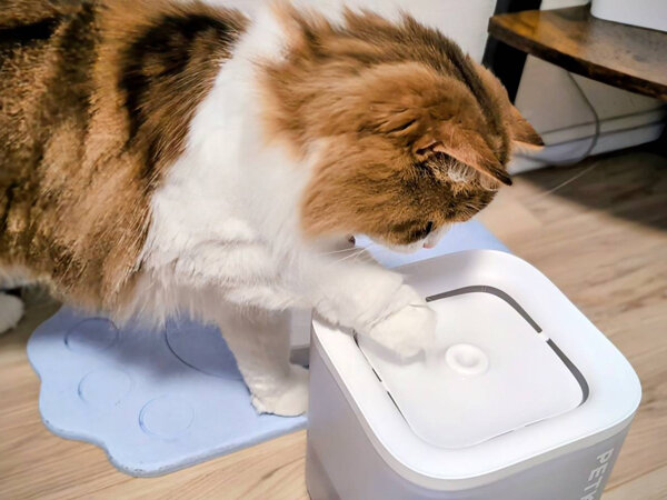 スコティッシュフォールド猫ペットシッター