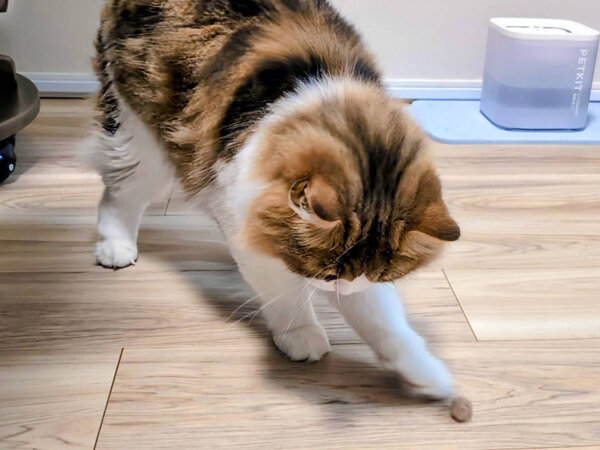 スコティッシュフォールド猫ペットシッター