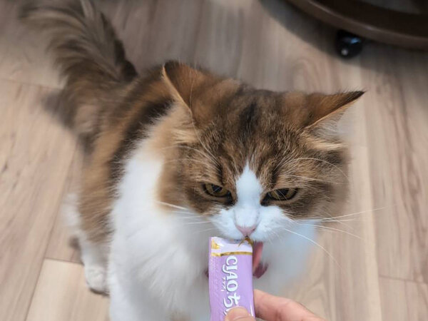 スコティッシュフォールド猫ペットシッター