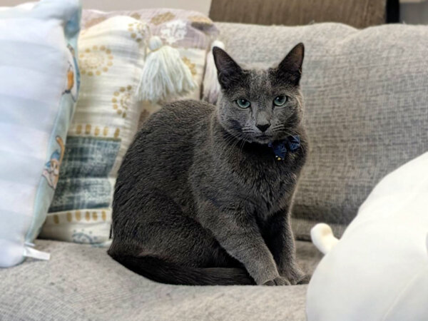 猫ロシアンブルーペットシッター
