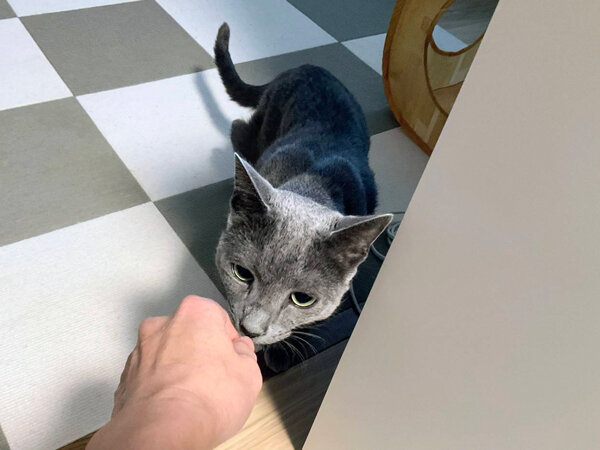 猫ロシアンブルーペットシッター