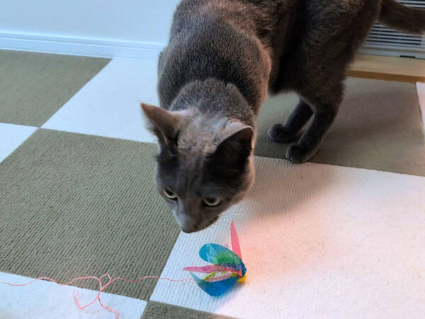 猫ロシアンブルーペットシッター