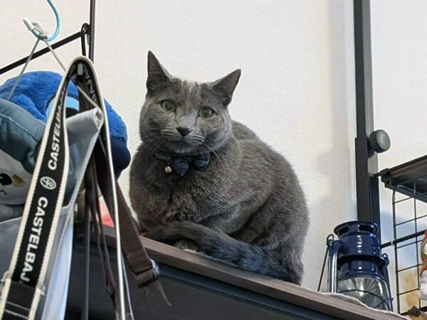 猫ロシアンブルーペットシッター