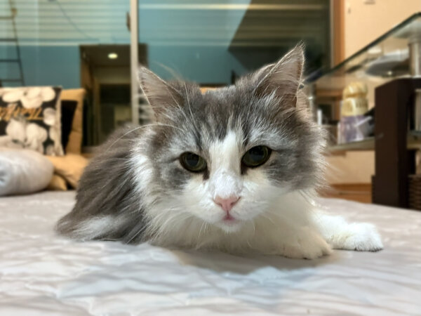 ノルウェージャンフォレストキャットペットシッター