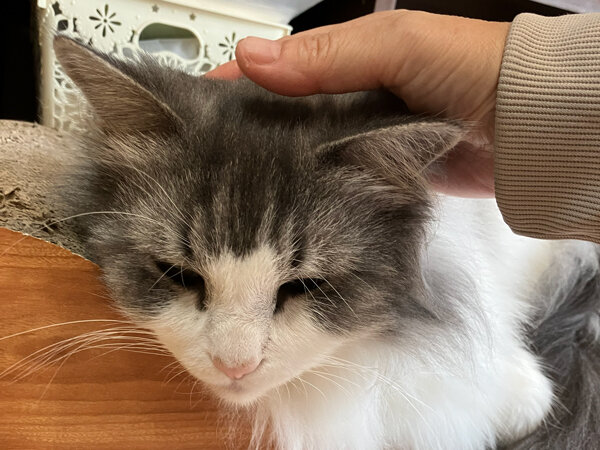 ノルウェージャンフォレストキャットペットシッター