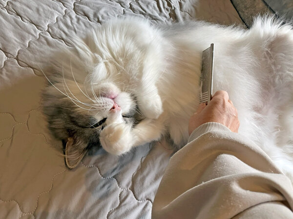 ノルウェージャンフォレストキャットペットシッター