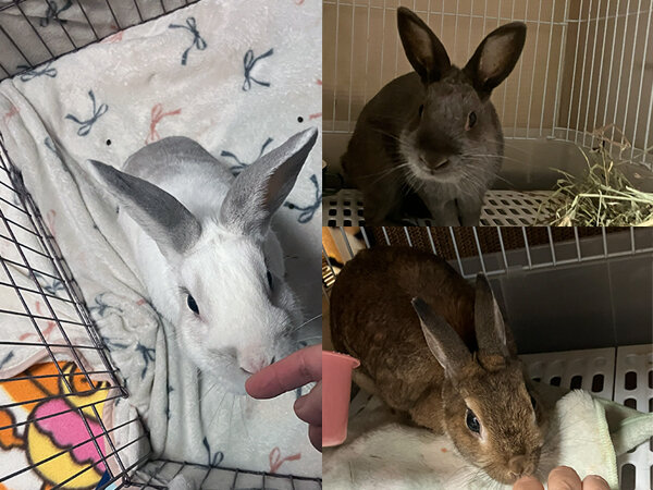 ウサギペットシッター