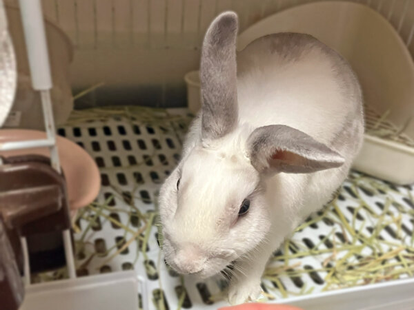 ウサギペットシッター