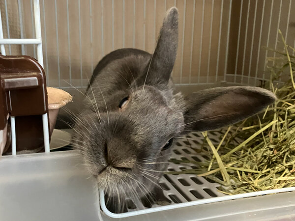 ウサギペットシッター