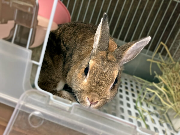 ウサギペットシッター