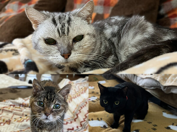 猫アメリカンショートヘアペットシッター