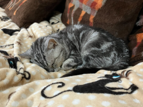 猫アメリカンショートヘアペットシッター