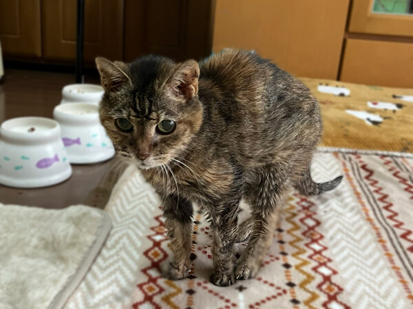 猫ペットシッター