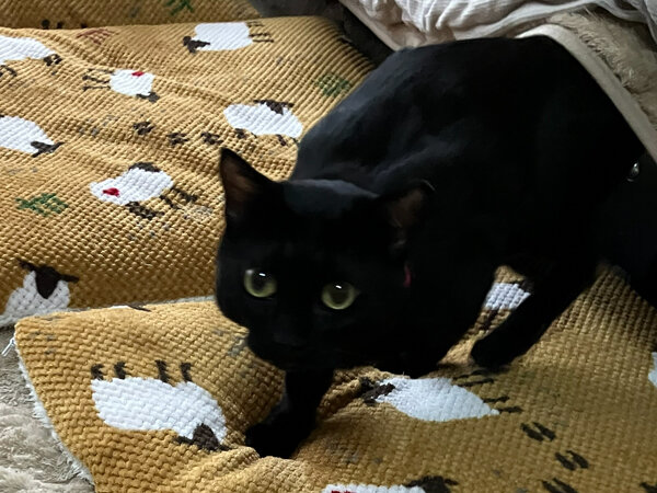 猫ペットシッター