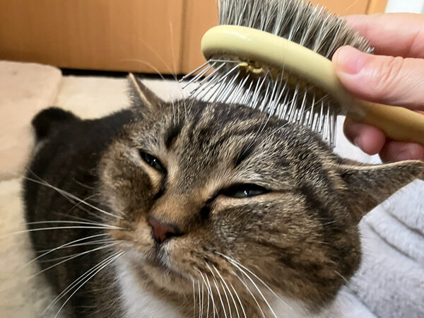 マンチカン猫ペットシッター