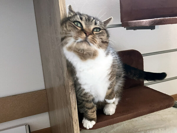 マンチカン猫ペットシッター