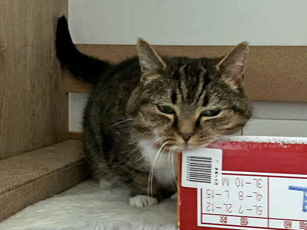 マンチカン猫ペットシッター