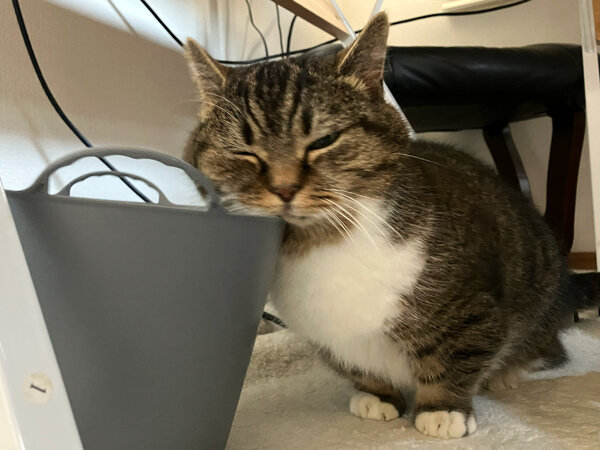 マンチカン猫ペットシッター