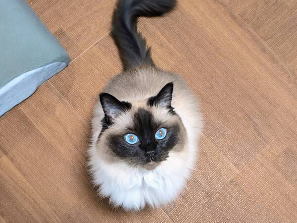 ラグドール猫ペットシッター