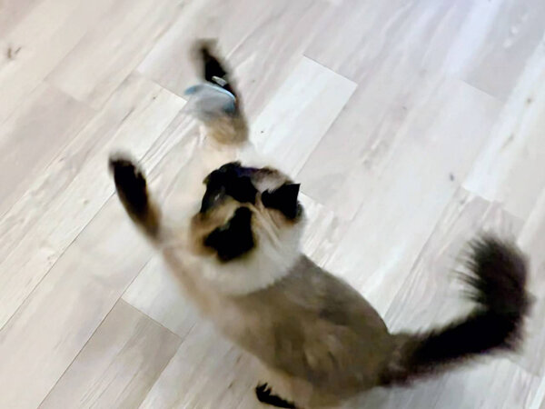 ラグドール猫ペットシッター